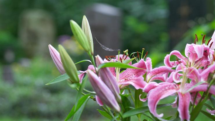 Nahaufnahme von rosa Lilienblüten und -knospen mit Spinnennetz im Hintergrund eines Gartenbereichs.