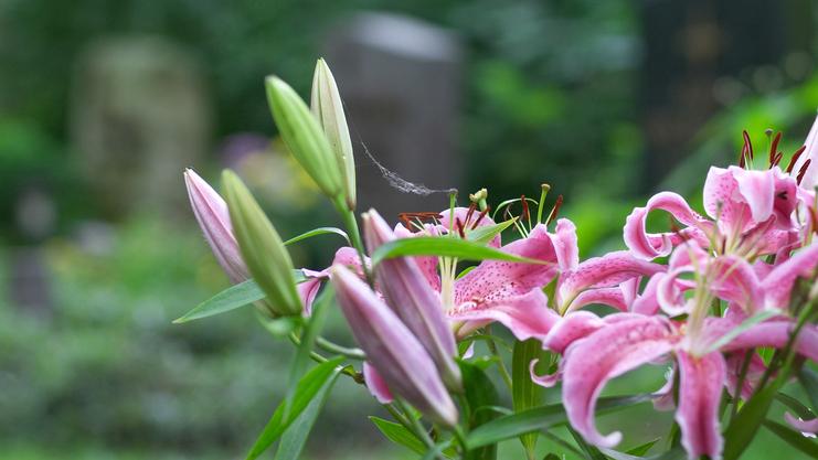 Nahaufnahme von rosa Lilienblüten und -knospen mit Spinnennetz im Hintergrund eines Gartenbereichs.