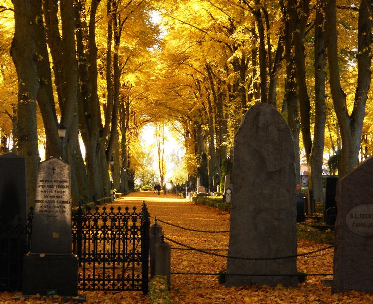 Herbstliche Allee auf einem Friedhof mit hohen Bäumen, goldenen Blättern und Grabsteinen im Laub.