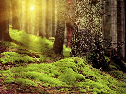 Grüne Moosbedeckung am Waldboden zwischen Bäumen, warmes Licht strömt durch die Baumkronen.